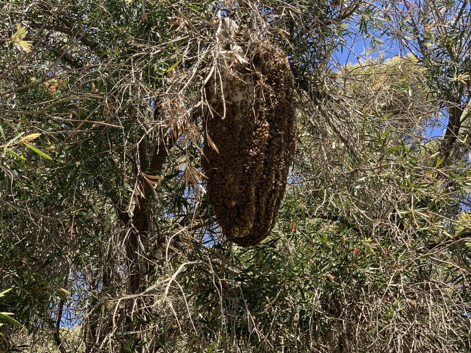 Monster Beehive North Perth Bee2Bee Beekeeping Supplies Feral Bees Aggressive Honey Bees