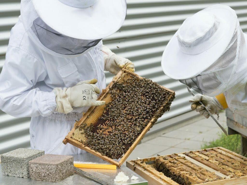 CSRIO Leads Honeybee Health Research with High-Tech Bee Backpacks