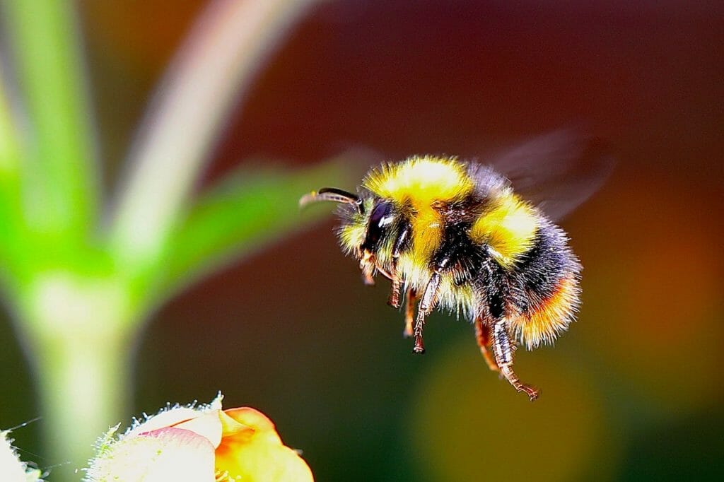 bumblebee brooding habits neonicotinoids neonics bee health research