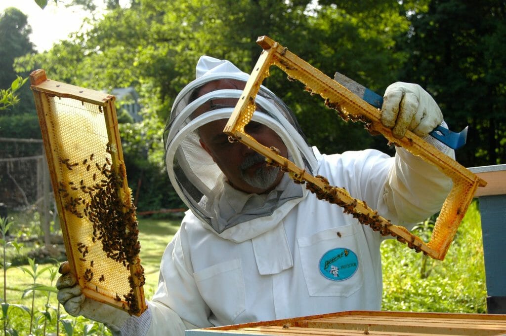Beginner Beekeeping What does it take to be a beekeeper