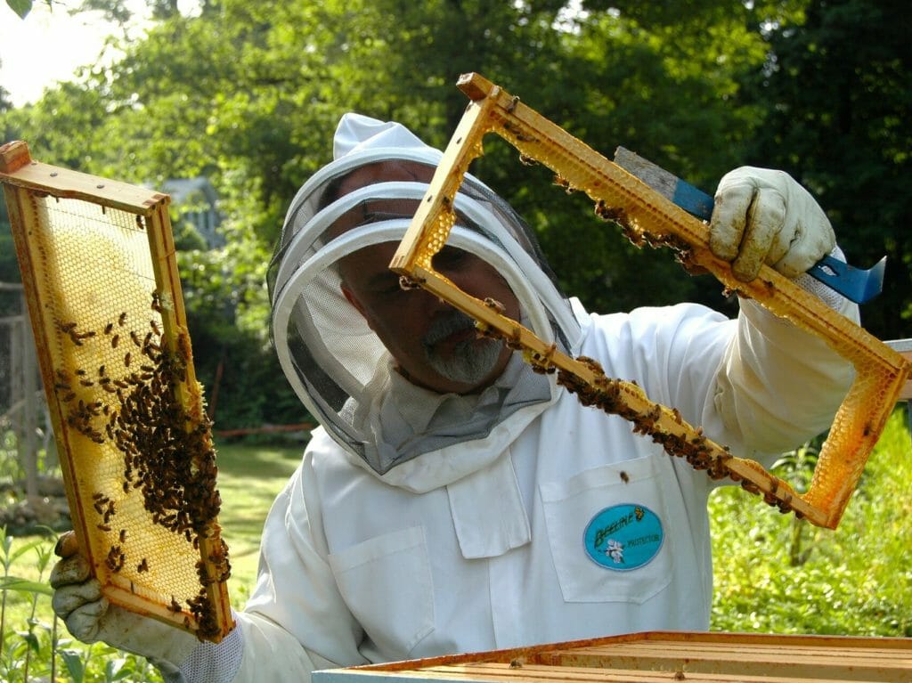 Beginner Beekeeping What Does It Take To Be A Beekeeper Bee2bee