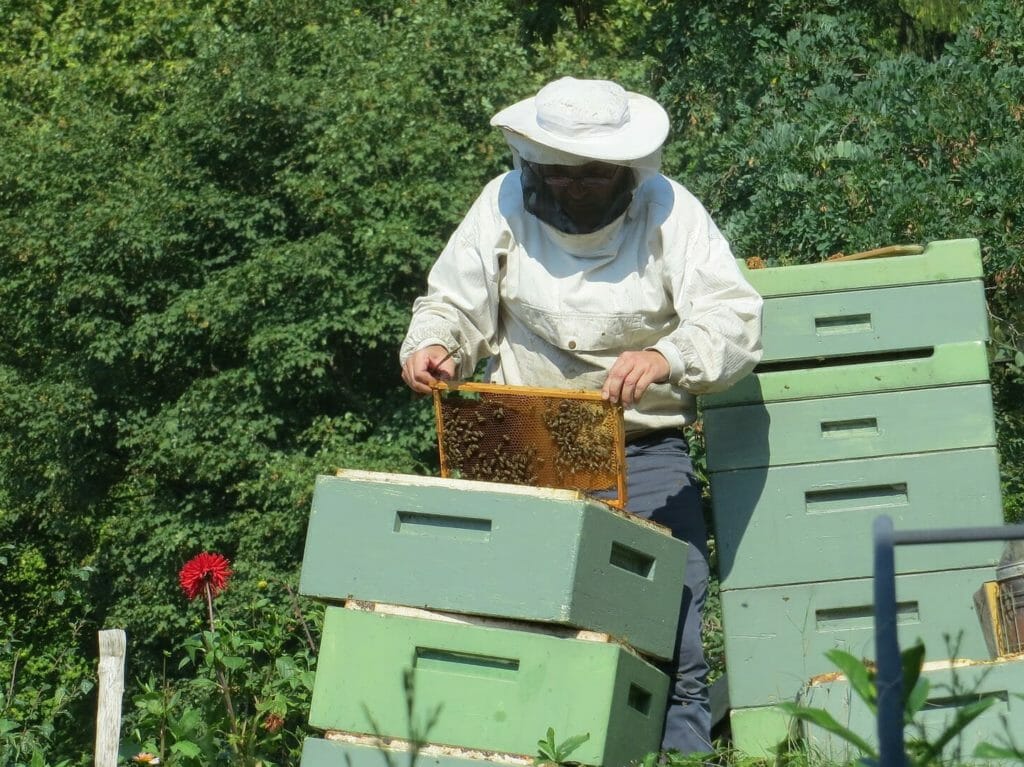 Image for blog post on Legal Requirements for Beekeeping Bee2Bee Beekeeping Supplies Australia 2019