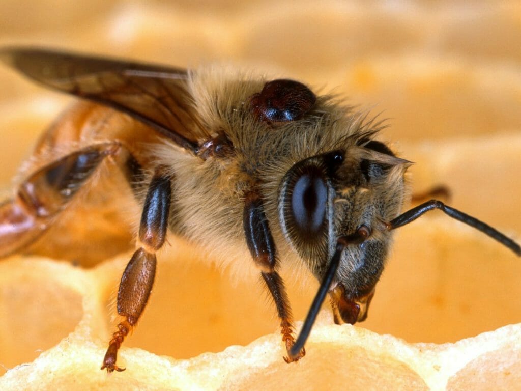 Varroa Mite Honey Bee Fat Body