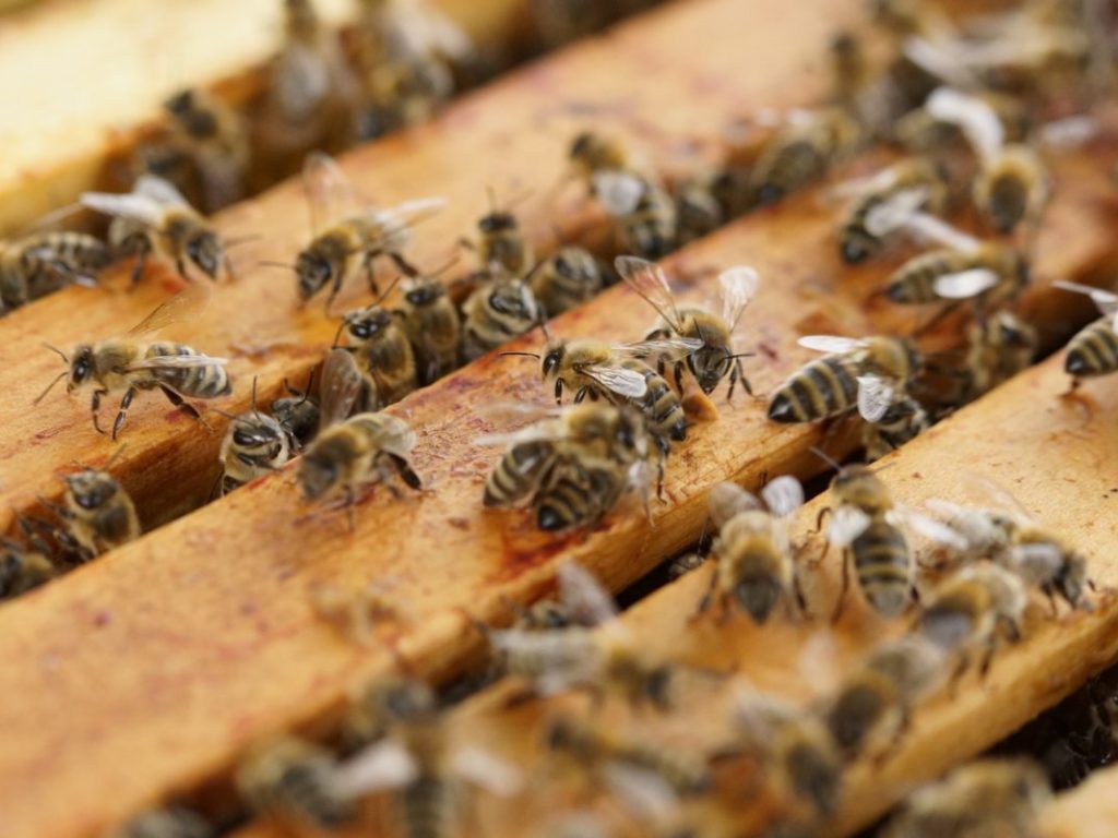 over-wintering honey bees