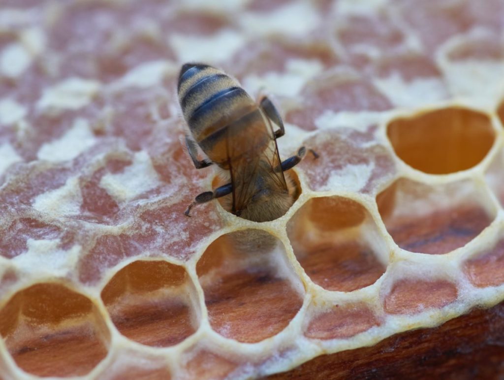 Image for Post on Honey Stores Climate and Location Photo by Wolfgang Hasselmann on Unsplash