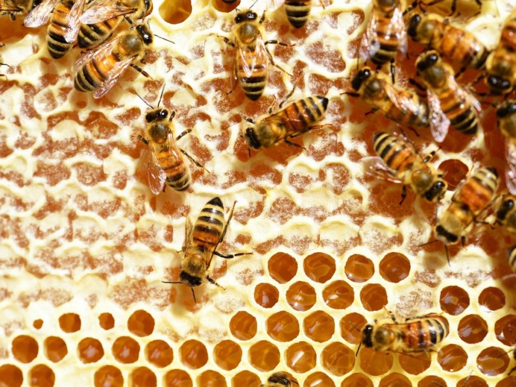 beekeeping Australia how much winter honey stores