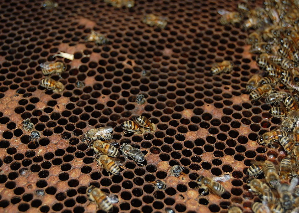 American Foulbrood picture of scattered brood comb