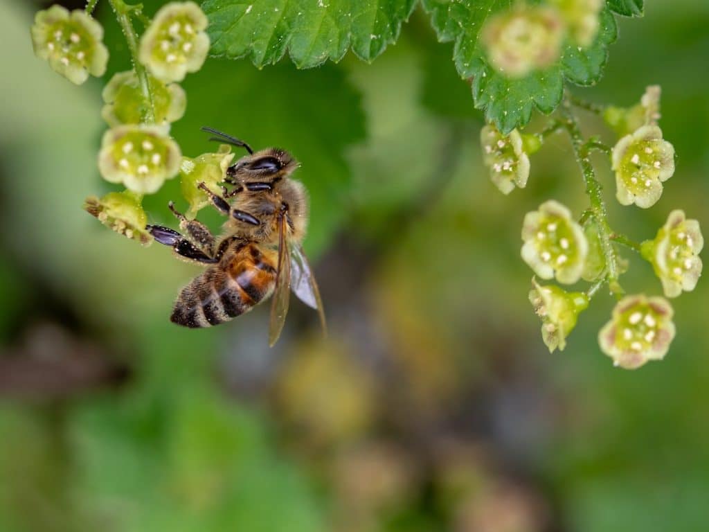 Beekeeping Honey Bees Beehive Spring Build-Up