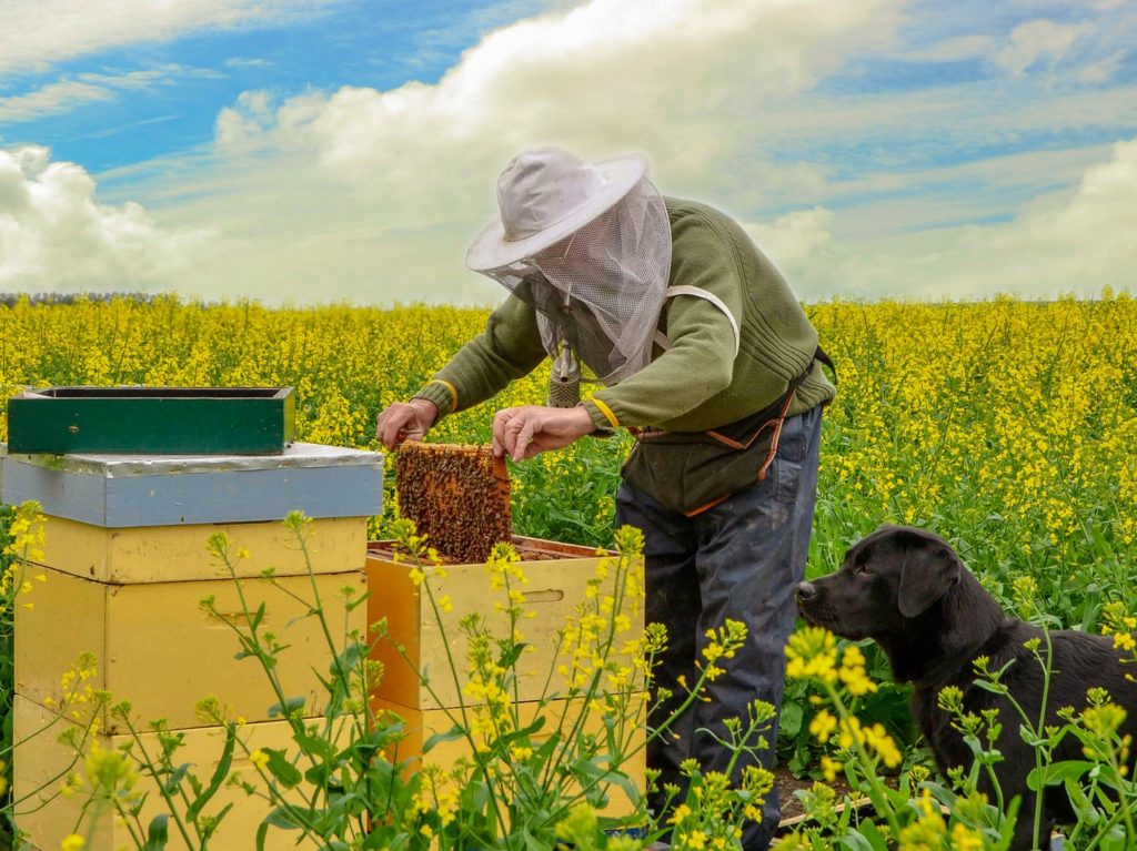 Spring Management Australian Beekeeping Honey Bees Hive Management