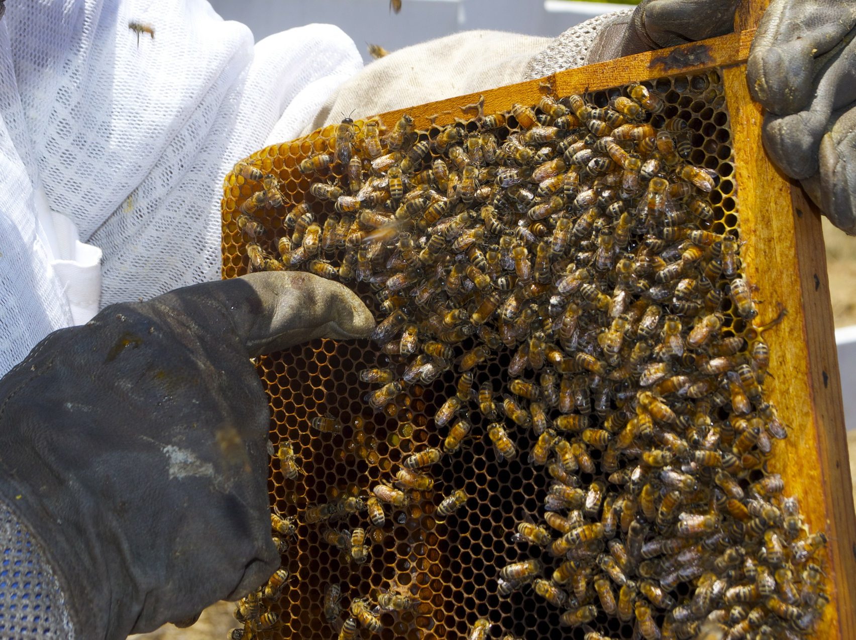 keeping bees beekeeping beginners start here
