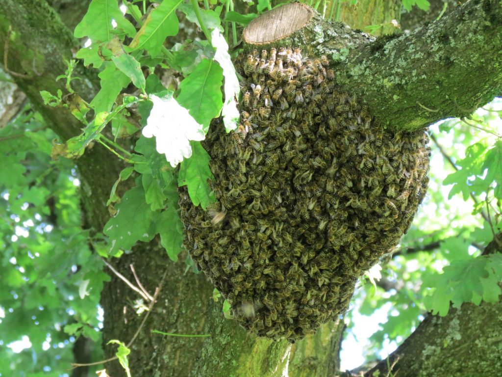 spring management all about bee swarms beekeeping australia