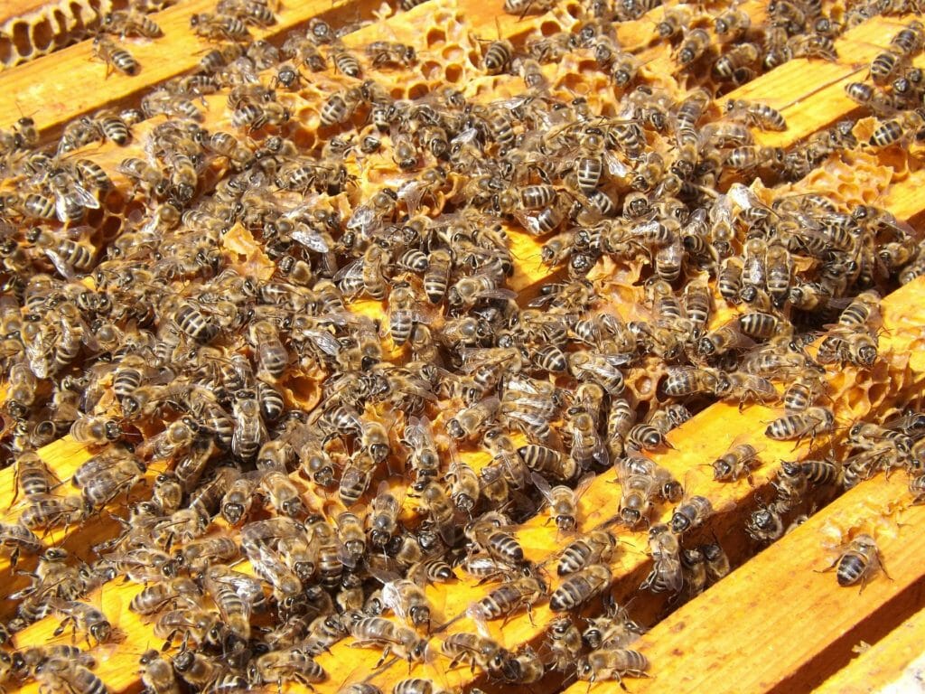 Reducing congestion in the hive is essential to minimise the risk of swarming. 