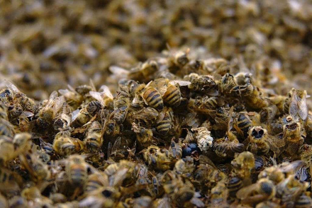Hubert Hudson Rubin Droop Why Australia Needs to Get Rid of Glyphosate - Bee2Bee