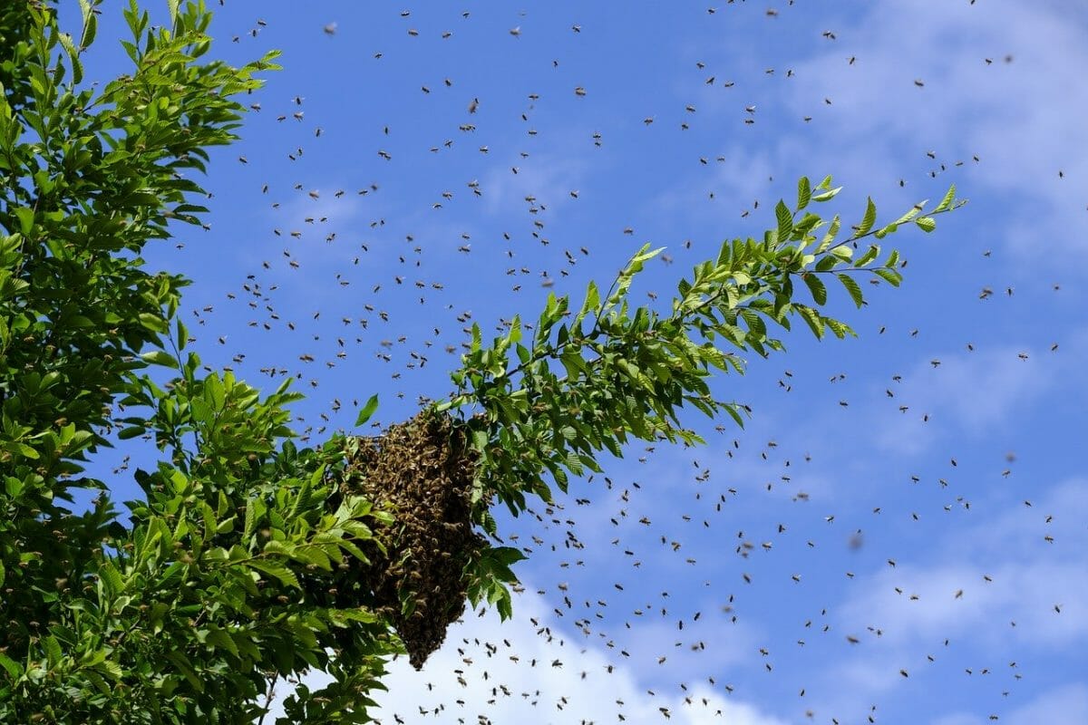 How Does a Swarm Lure Work? - Bee2Bee