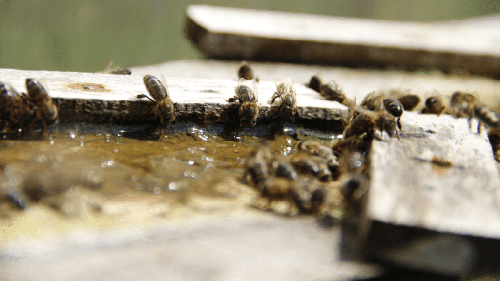200 units beekeeping brass beehive frame