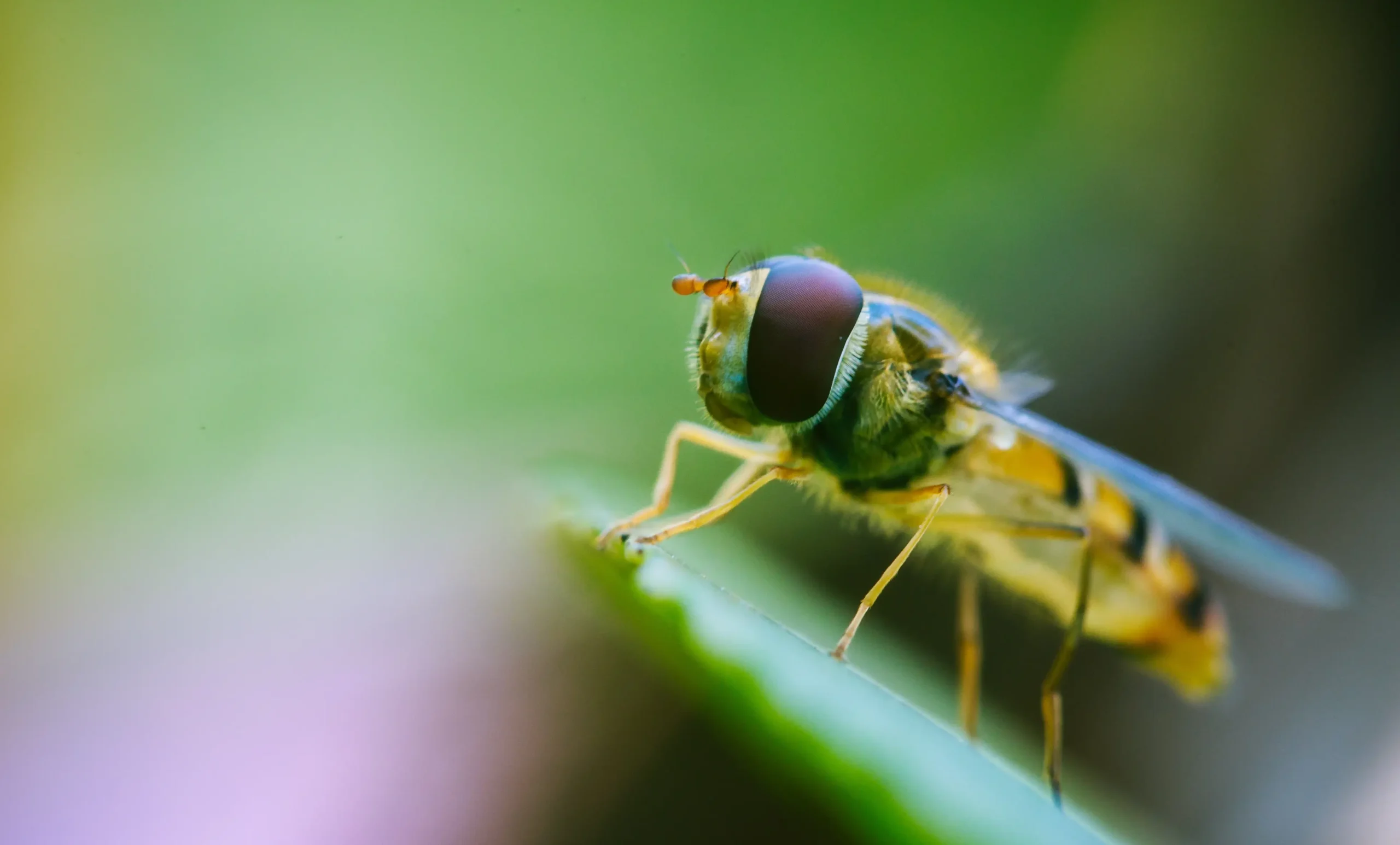what eats bees
