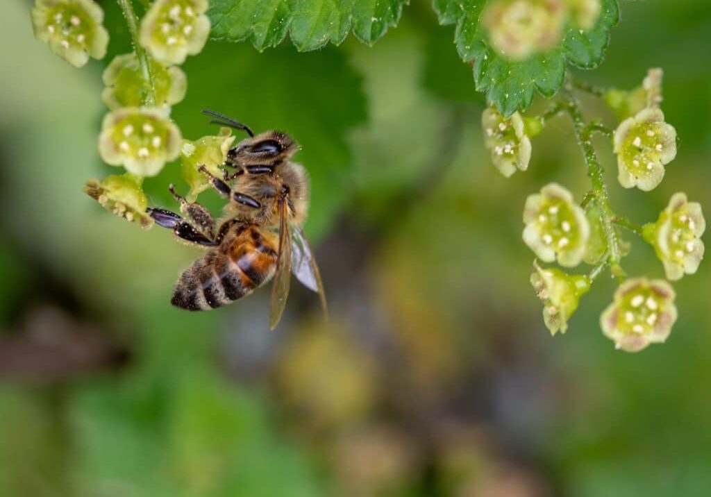 Beekeeping Honey Bees Beehive Spring Build-Up