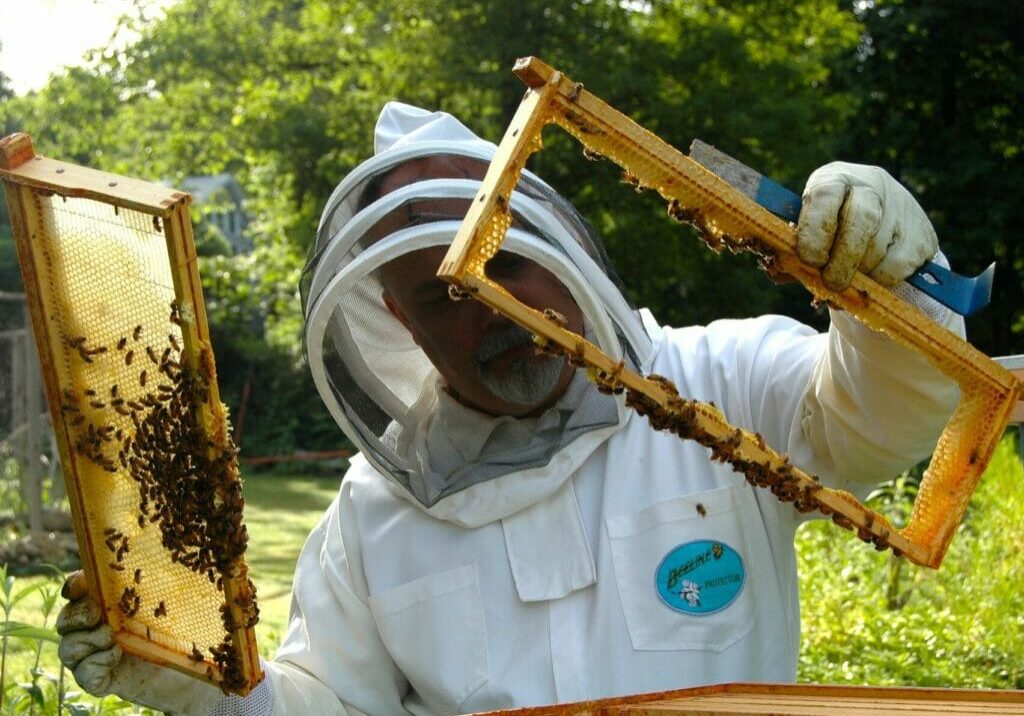 Beginner Beekeeping What does it take to be a beekeeper