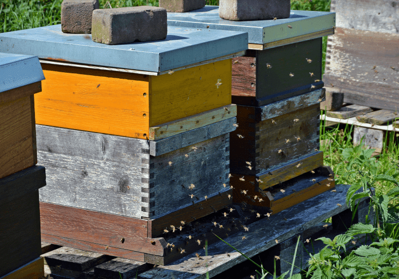 Beginner Beekeeping_ The Best Beehive Locations