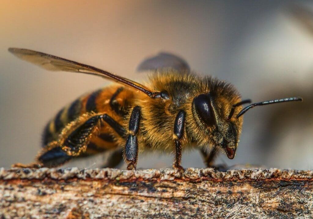 Honey Bee Intelligence Bee Brains Part 1