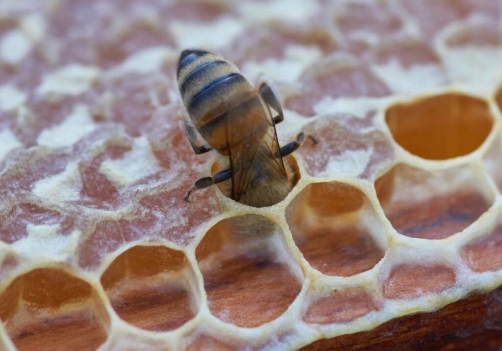 Image for Post on Honey Stores Climate and Location Photo by Wolfgang Hasselmann on Unsplash