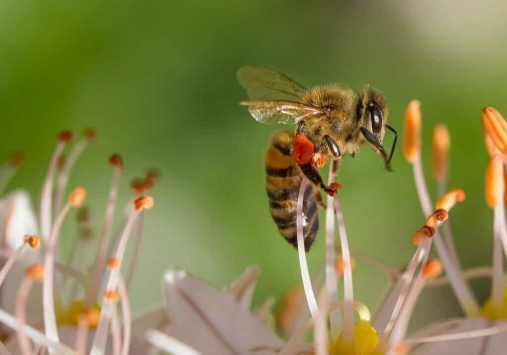 How Bee-Friendly is Your Garden, Town or City