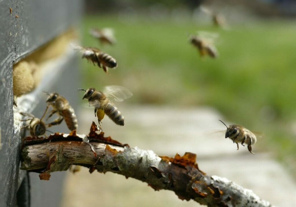 Image for blog post Almond Industry Honey Bee Pollination