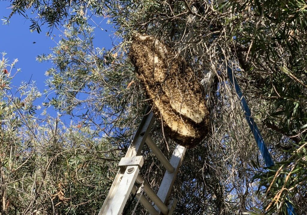 Re-homing feral bees. Image Monster Hive Removal North Perth Bee2Bee Beekeeping Supplies