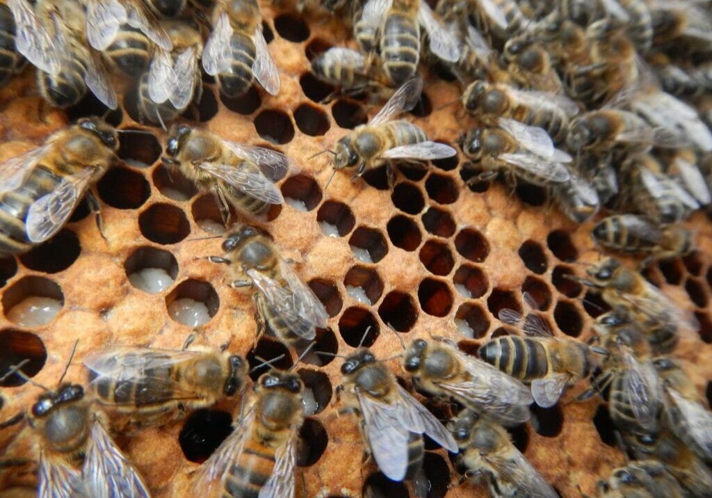 Image for post: National Geographic's Mesmerizing Time Lapse Footage of Emerging Honeybees