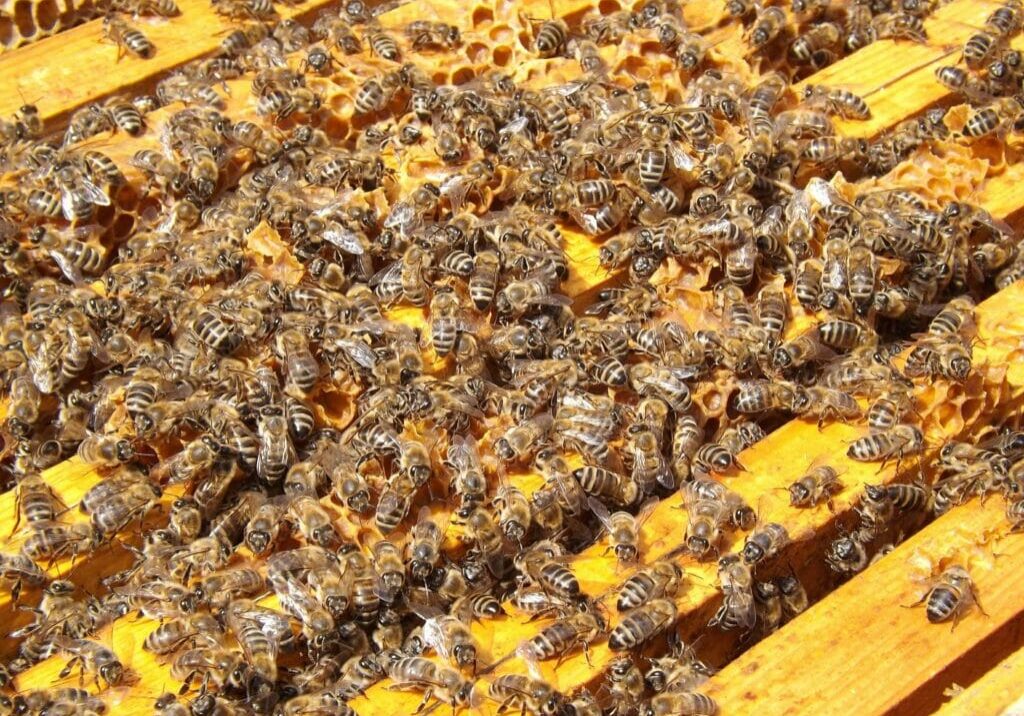 Reducing congestion in the hive is essential to minimise the risk of swarming.