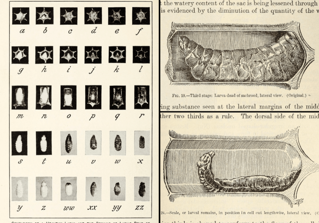 Illustrations of Sacbrood Disease in Honeybee Brood