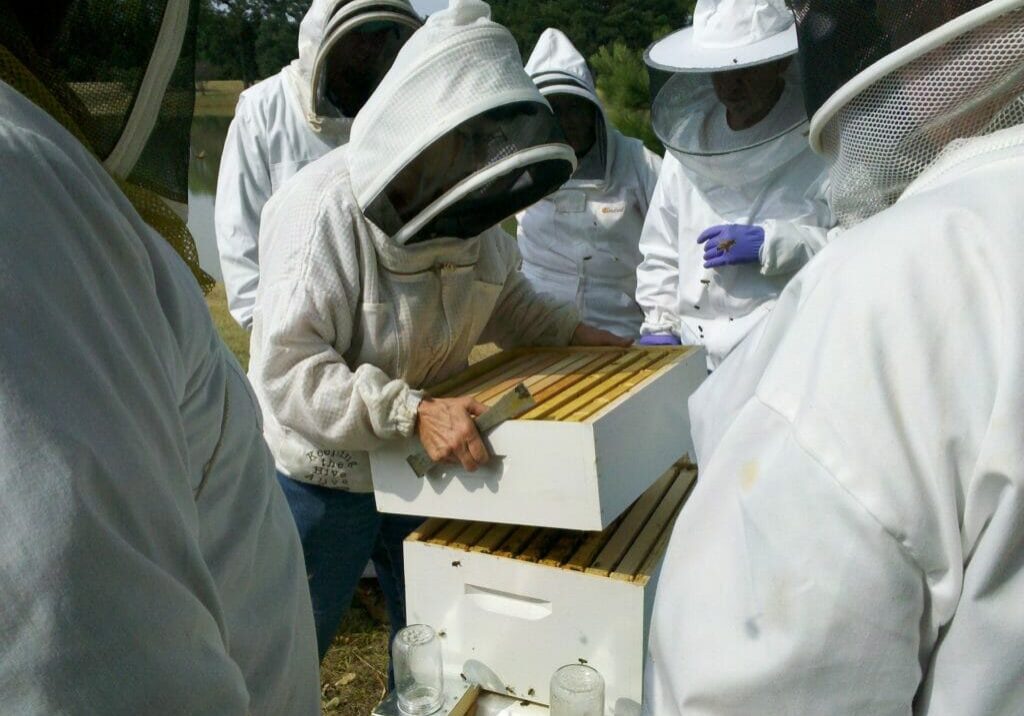 After the Great Australian Bee Challenge Stu Jade