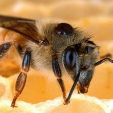 Varroa Mite Honey Bee Fat Body