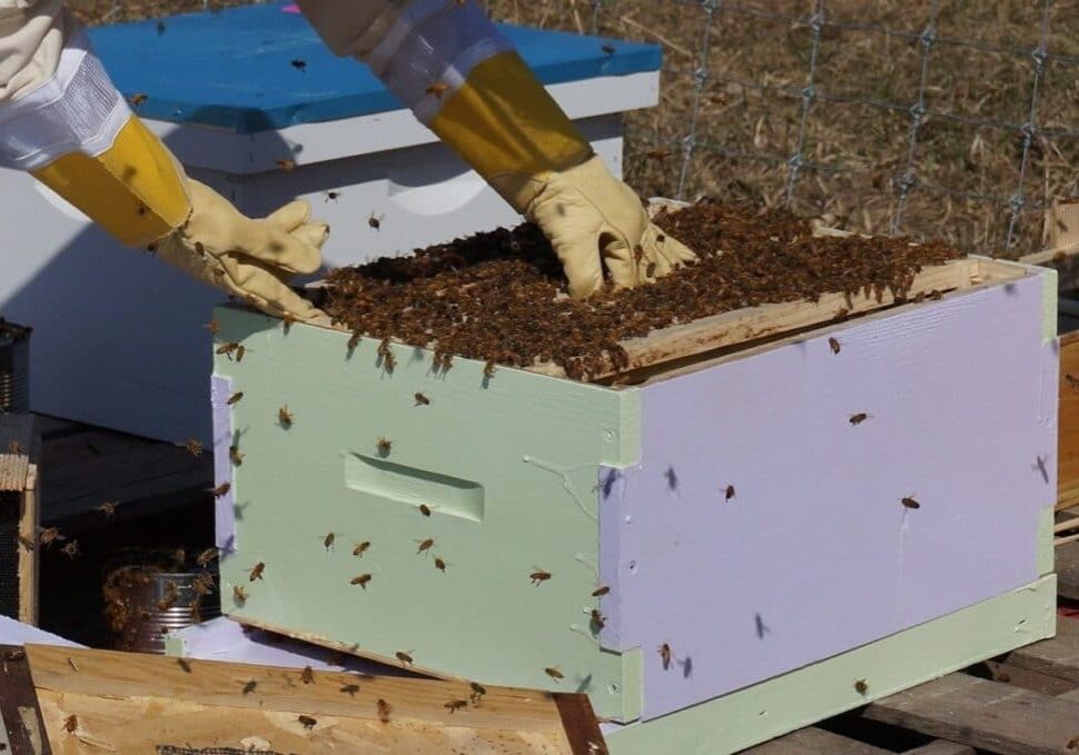 beekeeping-1537156_1280