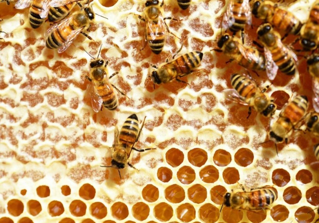 beekeeping Australia how much winter honey stores