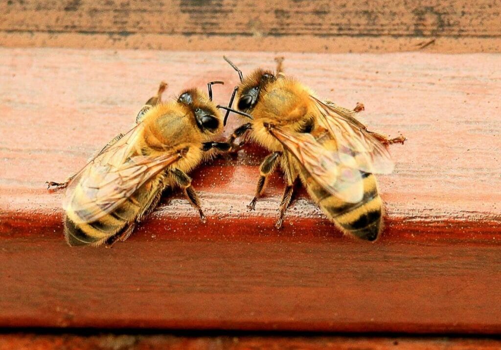 Blog post: European Honey Bee Sub-Species in Australia