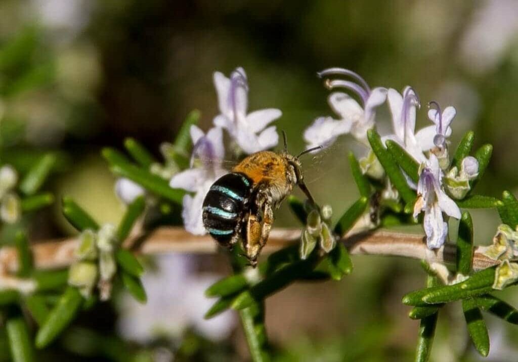 blue-banded-bee-1282590_1920
