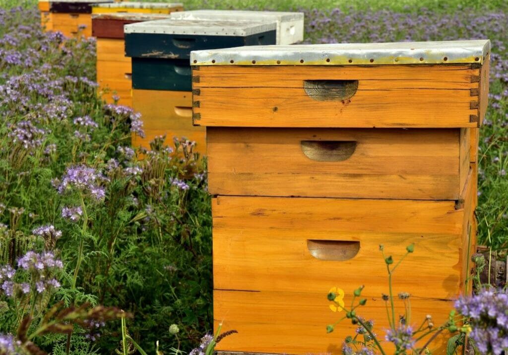 Image for blog post on holiday beekeeping checklist summer