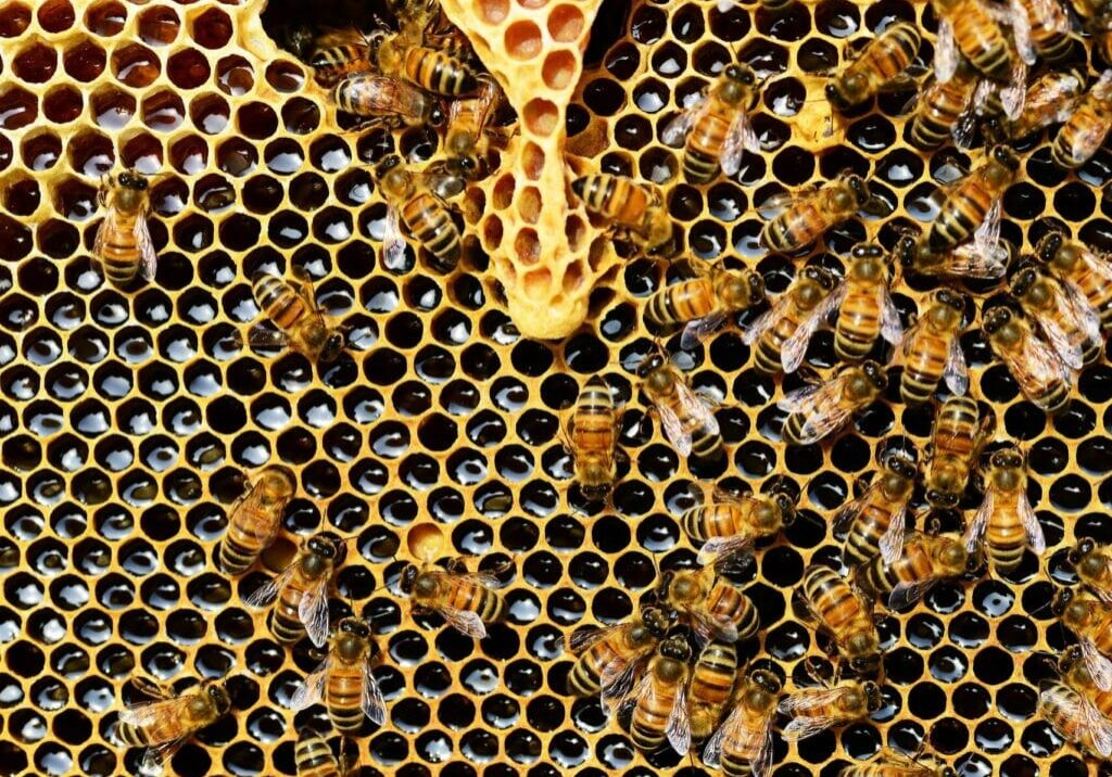 honey testing australian honey pure
