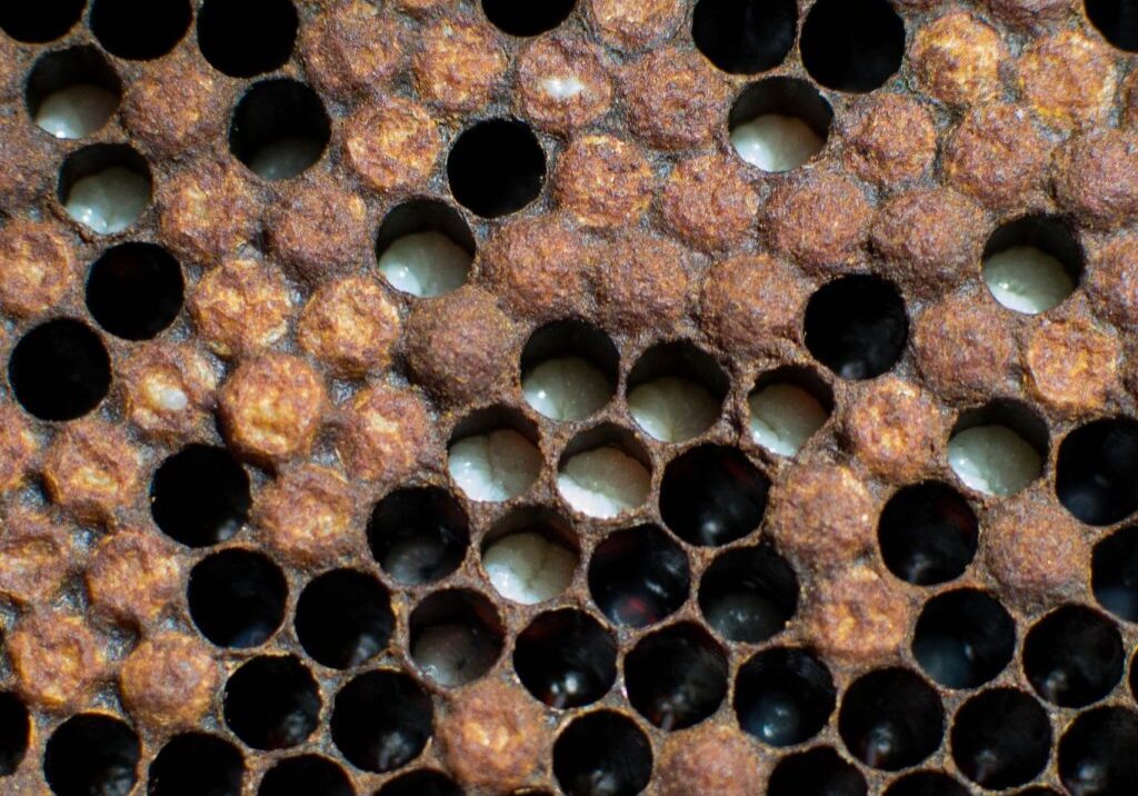 an image of healthy honey bee brood free from Stonebrood or other diseases