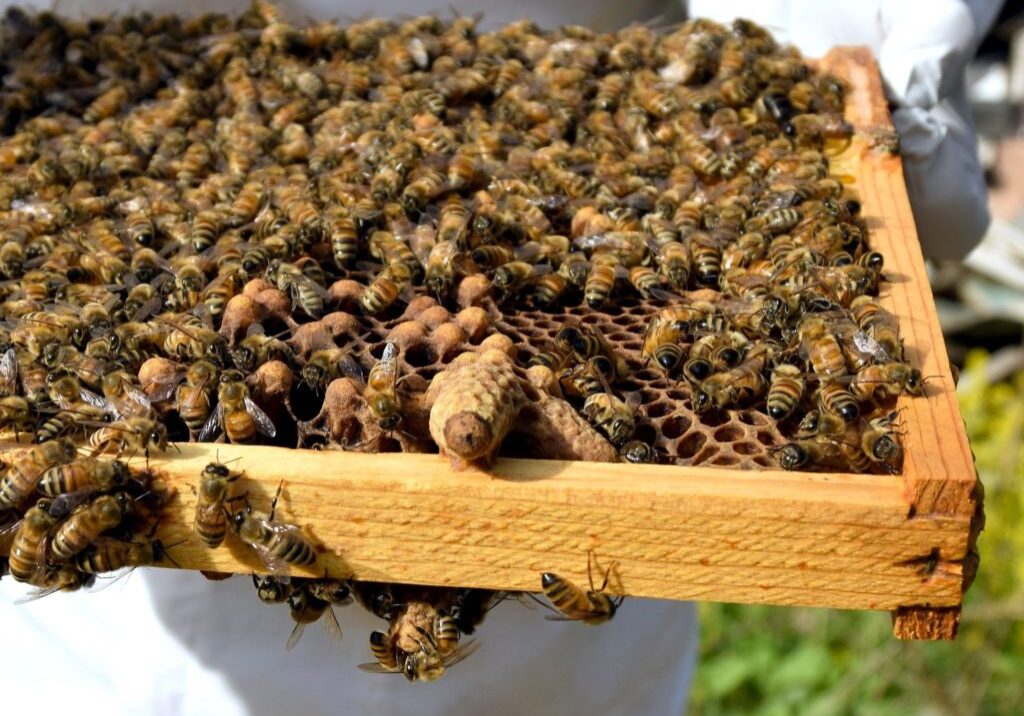 signs-a-hive-is-going-to-swarm-queen-cells-swarms-cells
